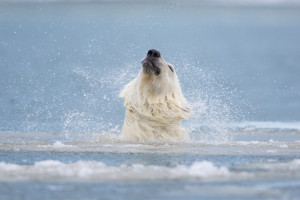 Polar bear shakes off water while swimming in the Beaufort Sea, Arctic, Alaska.